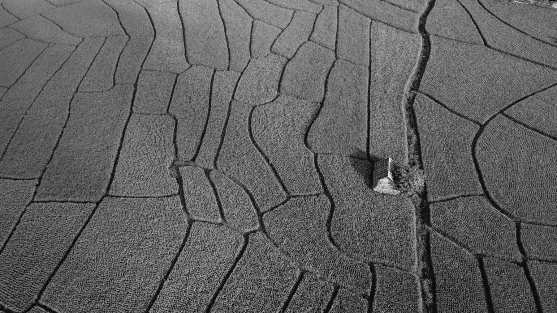 Black and white aerial photo of field boundaries